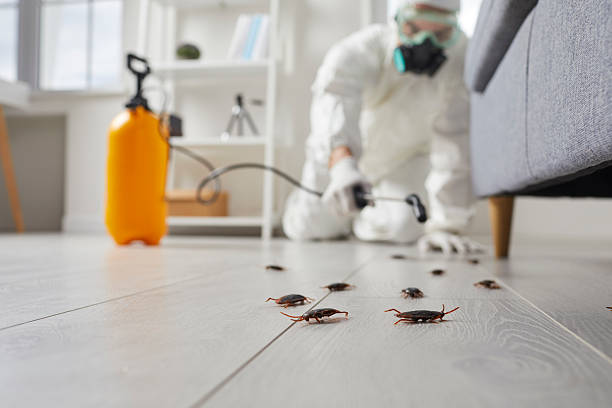 Commercial Rodent Management in Trinidad